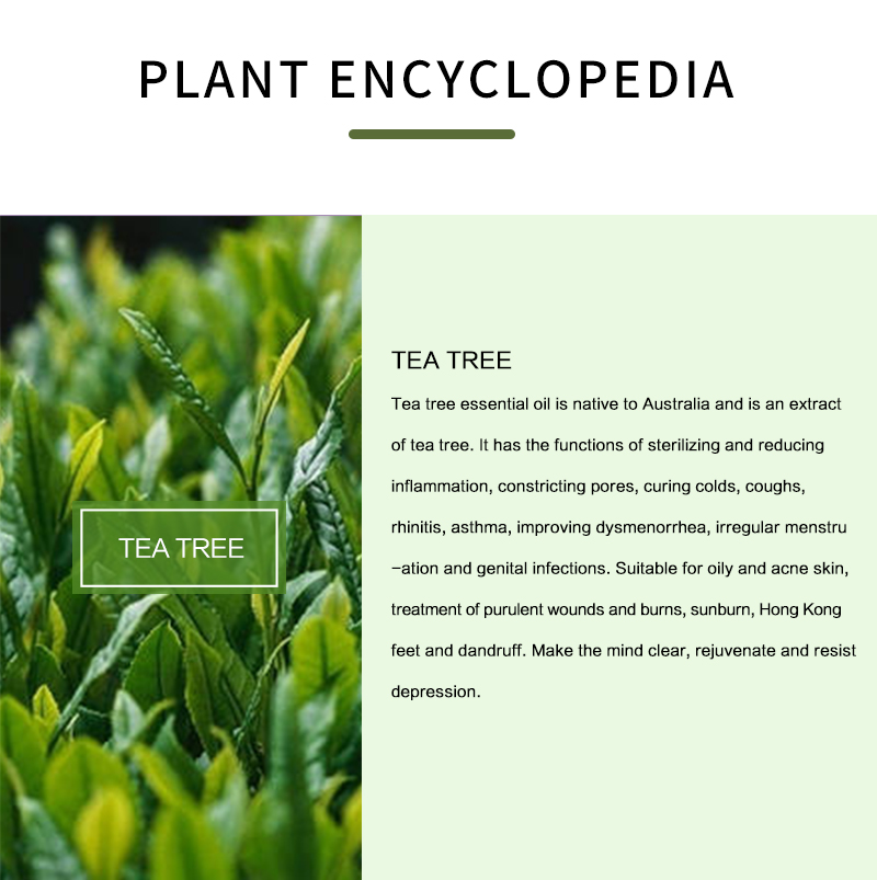 100% Nguyên Chất Tinh Dầu Cây  - đánh giá và giá Tea Tree Spot Treatment